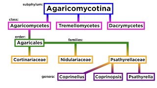 Agaricales Part 3: Cortinariaceae, Nidulariaceae, Psathyrellaceae, Conocybe, and Laccaria