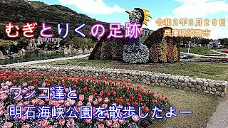 ワンコ達と淡路島国営明石海峡公園でお散歩したよー【トイプードルむぎ＆りく＃４９】