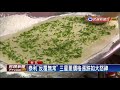 颱風轉向不來了！ 三星蔥價格暴跌－民視新聞