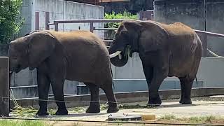 アフリカゾウファミリーのリカお母さん　鼻で背中をカキカキ💕とべ動物園2022年9月2日