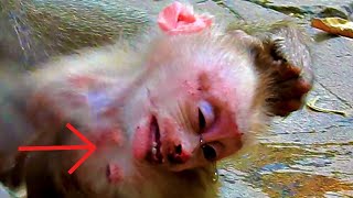 ohGod..! Cute Monkey. What Happened Baby...?​ Love...Baby | Nice Clip Baby Monkey | TOP Monkeys