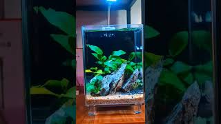 Dymax IQ3 Tank Setup 😍🌿#aquarium #plantedtanksetup #aquascapelowtech #fishkeepinghobby #aquascape