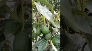 🙏🏽🇺🇬 A very Large Avacado Plantation. ഉഗാണ്ടയിലെ അതി വിശാലമായ ഒരു അവക്കാഡോ തോട്ടം.