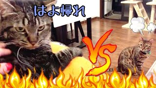 たぬき顔の猫達による令和狸合戦ぽんぽこ！