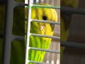 ぽんず日なたぼっこ♯3　 セキセイインコ