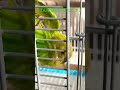 ぽんず日なたぼっこ♯3　 セキセイインコ