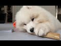 무엇이든 물어뜯기 시작한 2개월 사모예드 puppy munching on stick