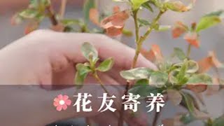 北方花友杜鹃养不好？杜鹃养护技巧！ 一路繁花似锦 百里杜鹃花开最惜杜鹃花烂漫，春风吹尽不同攀。老花医 养花小知识 杜鹃养护方法 园艺生活 绿植