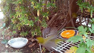 めじろご夫妻「丸い実を落としてしまうドジな奥さんと、厳しいご主人」Japanese white-eye