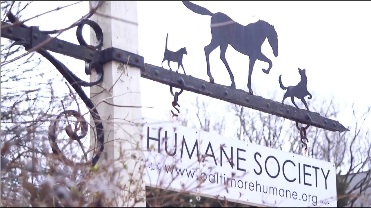 Baltimore Humane Society - YouTube