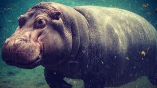 ដំរីទឹក ឬក៏ Hippopotamus