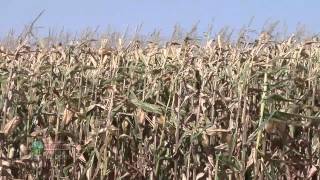 Farm Basics #776 - Crop Acres Today (Air Date 2/17/13)