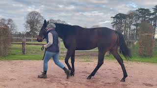 2021 Vente d'Elevage - Lot 473 HYPIANA (LE HAVRE x ANA ZGHORTA)