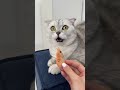 this happens all the time🥲 cats cat