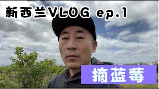 摘蓝莓 | 【新西兰VLOG】EP.01