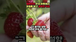 [해외반응] 일본인이 한국 마트에서 과일을 보고 경악한 이유