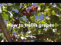 How to trellis grapes: build a trellis, prune a vine