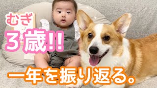 【祝】３歳のお誕生日！おめでとうコーギーむぎ