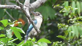 2007/07/12 PNGアオバネワライカワセミ Blue-winged Kookaburra (Dacelo leachii)