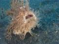 The Insatiable Hairy Frogfish