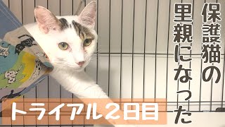 【成猫の里親になりました】トライアル２日目〜またたびが気になる〜