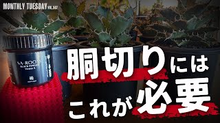 【アガベ】胴切り後これで子株爆吹き！？S&A PLANTS GARDENの'SA-ROOTS ' BLACK POWDER VersionⅡを使ってみた！