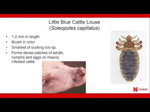 Lice Control in Cattle - Dave Boxler Nebraska Extension Lice Control in Cattle - Dave Boxler Nebraska Extension
