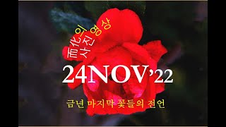 而化(이화) 포토비디오 사진영상 1124'22 [금년 마지막 꽃들의 전언]