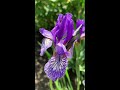 siberian iris shaker’s prayer