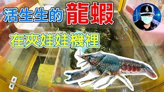 活生生的龍蝦?! 就在夾娃機裡【小展子夾娃娃】 台湾 UFOキャッチャー  taiwan UFO catcher claw machine