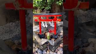 穴守稲荷神社🌸 春の花手水とコンちゃん