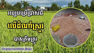 របៀបប្រើប្រាស់ជីលើដំណាំស្រូវឲ្យបានត្រឹមត្រូវ