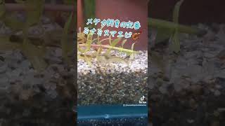 我が家のミナミヌマエビ #アクアリウム #メダカ