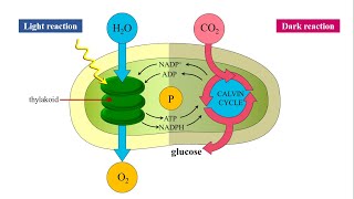 Photosynthesis