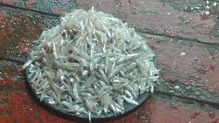 কাচকি মাছের দাম - Price of Corica soborna fish.