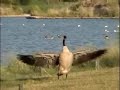 firefly bird diverter in water to deter geese problems