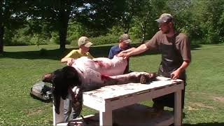 Skinning and quartering a black bear.