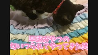 犬用おもちゃで愛猫と遊んでみた#shorts