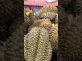 durian wow so big🤩😲 durian durianfruit durianlover fruit fruits shortviral shortsvideo