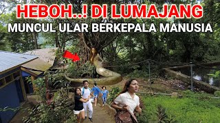 Viral..! Muncul Ular Berkepala Manusia Yang Lagi Viral Di Lumajang