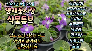 23년 8월 25일 양재꽃시장 식물튜브 입고영상 시청 하시면서 힐링 하세요~  #양재꽃시장 #식물튜브 #월동 #관엽 #식물아빠