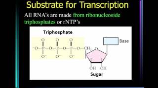 AGRI 305 - Transcription Unit \u0026 Apparatus