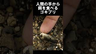 人間の手から餌をもらうゴキブリ【昆虫図鑑】【理科】【昆虫観察】 【飼育】【餌付け】#shorts