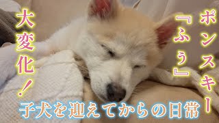 子犬を迎えてから変化した日常【ポンスキーふぅ】