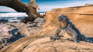 How Hawk Attack Iguana