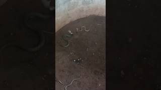 ഇതാണ് മക്കളെ സാധനം 🐍 #snake #snakevideo #snakes #vavasuresh #snakebite #keralanews