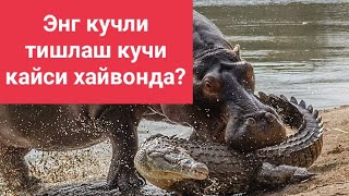 Хамма курсин. Кайси кучли? Энг кучли хайвонлар. #дахшатли #йирткич