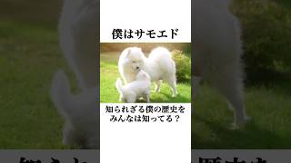 知られざるサモエドスマイルの秘密　 #犬 #ペット #雑学 #サモエド