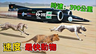 世界上速度最快的十種動物！獵豹僅排第六！第一名比超跑還快！#最快動物 #速度最快的動物 #世界之最 #top10 #世界紀錄 #腦洞大開 #不可思議