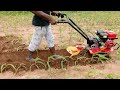 HONDA MINI WEEDER F300 3H.P IN MAIZE CULTIVATION